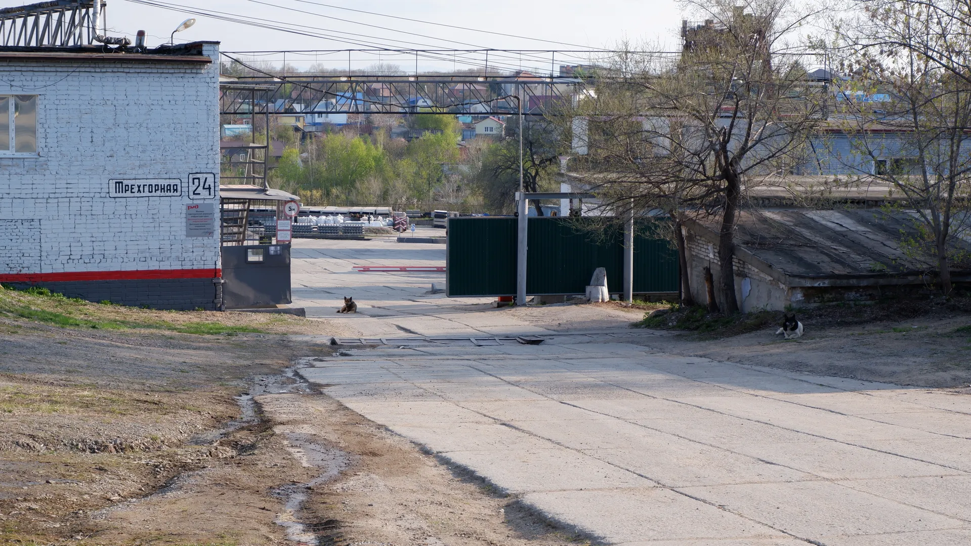 一条道路穿过工业区,两侧有建筑物和围栏。道路上有两只狗,背景中有更多建筑和绿色植物。