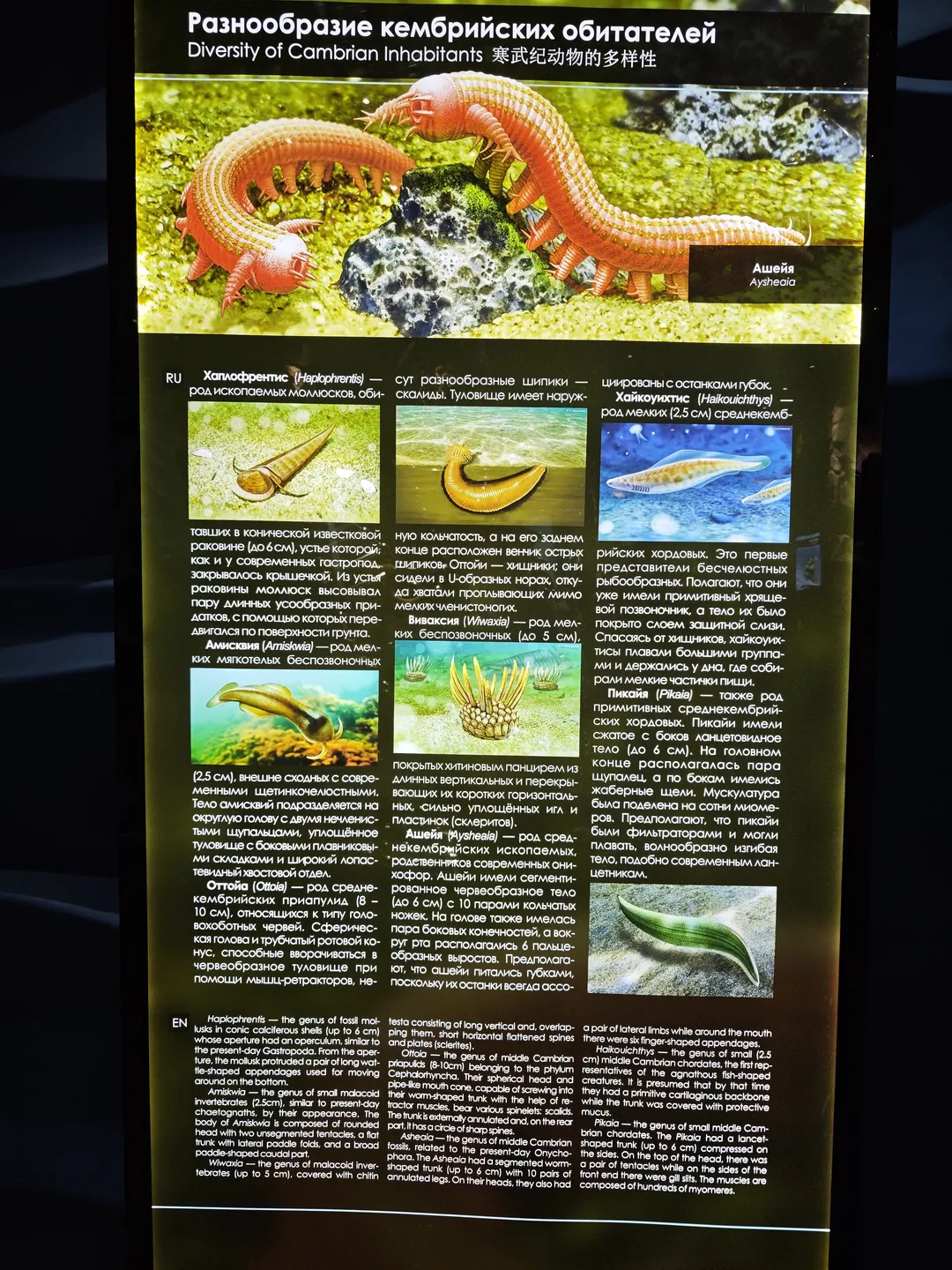 展板上展示了寒武纪动物的多样性,包括多种古生物的图片和描述。展板上有俄文、英文和中文标题。详细介绍了不同古生物的特征和生活环境。