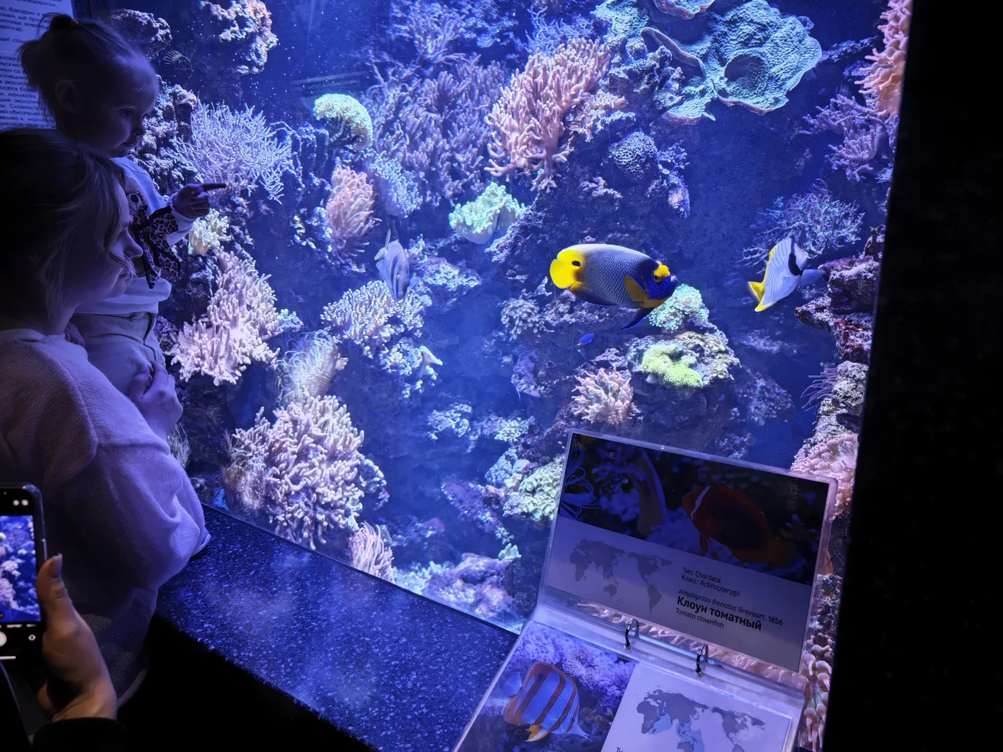 一位成人抱着孩子在水族馆前观看,水族箱内有色彩斑斓的珊瑚和鱼类。水族箱前有信息牌,上面有鱼类的名称和分布图。成人手持手机拍摄场景。