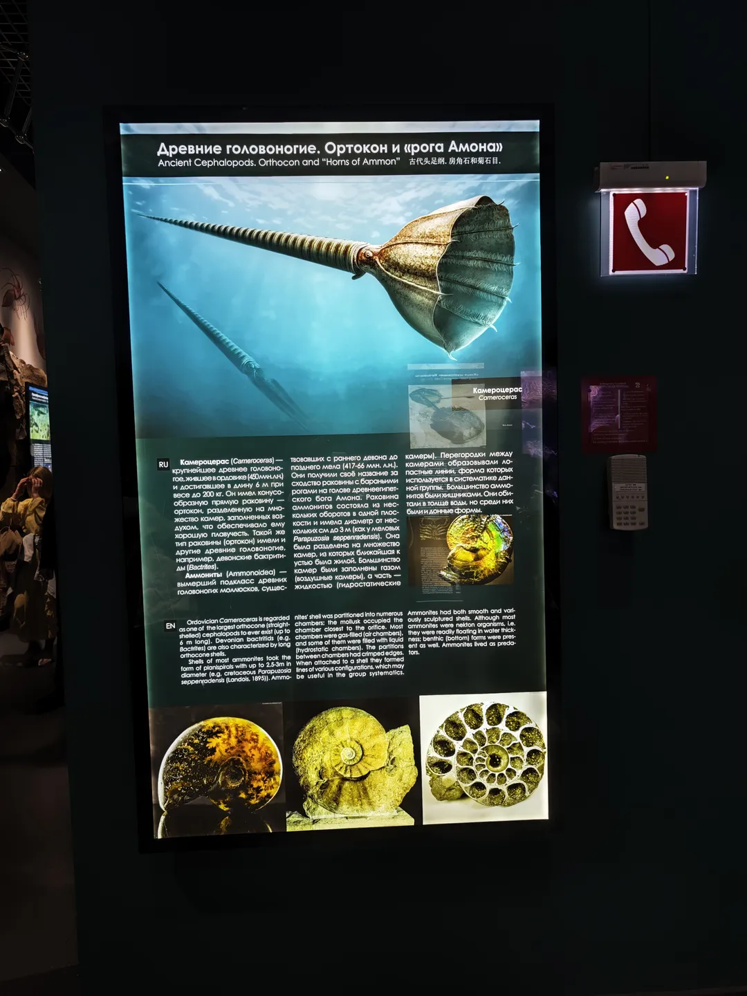 古代头足纲、房角石和菊石的展示板,上面有俄文、英文和中文标题。展示板上有两种古生物的图像和化石照片,以及详细的描述文字。旁边有一个红色电话标志。