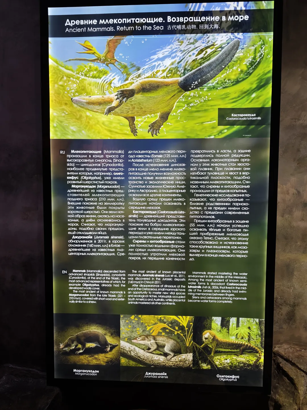 古代哺乳动物返回大海的介绍,展示了不同古代哺乳动物的插图和名称。内容涉及这些动物的演化历程和生态位。
