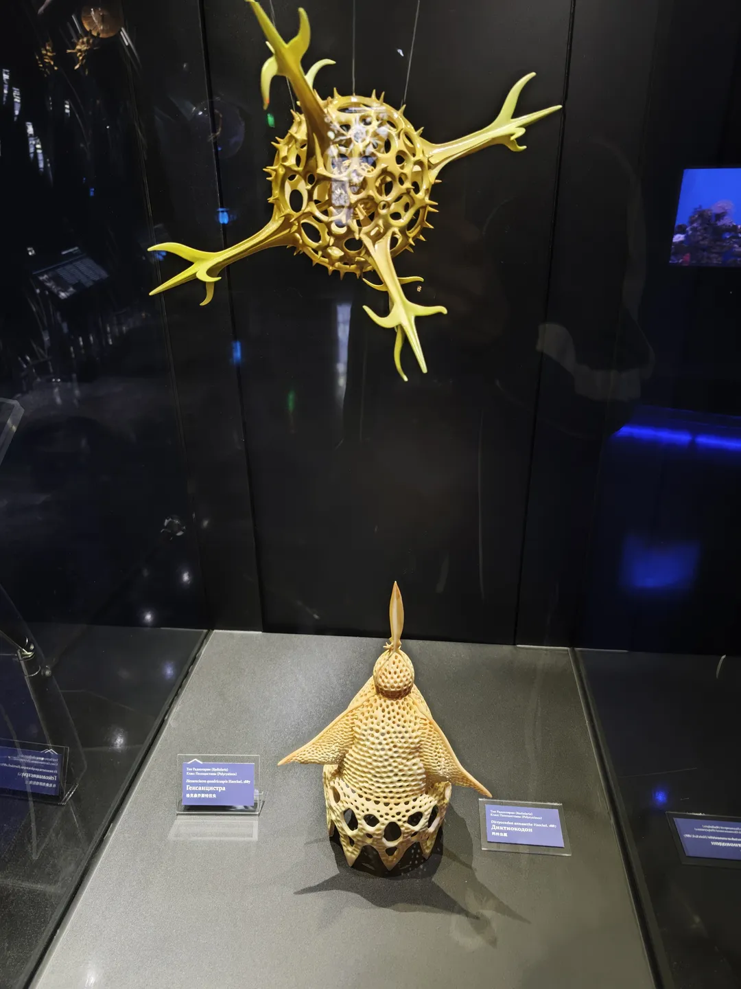 黄色的海洋生物模型悬挂在空中,下方是一个类似鱼形的雕塑。模型具有多个突出的角和镂空结构,背景为深色展示墙。旁边有信息牌说明展品细节。
