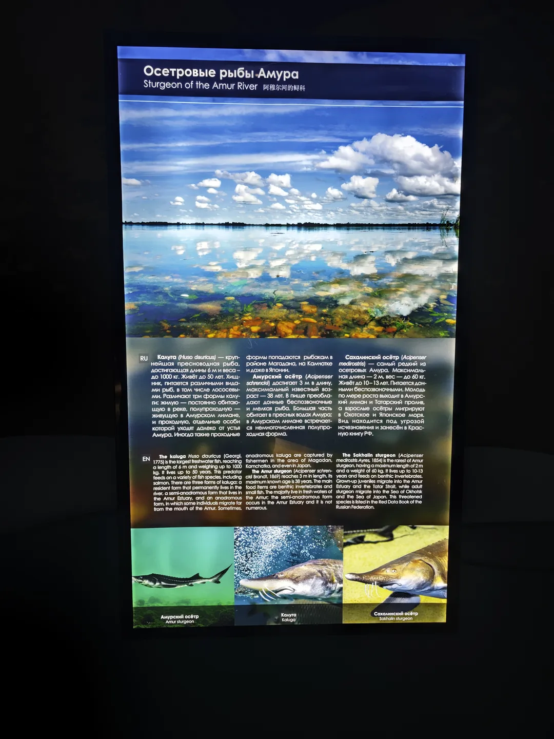海报标题为“Sturgeon of the Amur River”,描述了阿穆尔河中的鲟鱼种类。包括kaluga、Amur sturgeon和Sakhalin sturgeon,配有三种鲟鱼的图片。