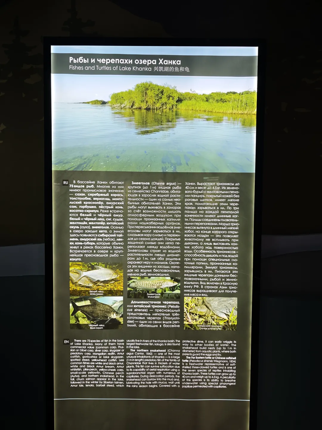 海报标题为“Fishes and Turtles of Lake Khanka”,介绍兴凯湖的鱼类和龟类。列举了多种鱼类如白鲈、黑鲈,以及东北鳖和中华鳖等龟类,配有相关图片。