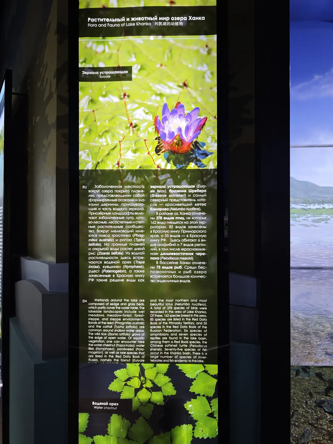 展示板标题为“Flora and Fauna of Lake Khanka”,介绍兴凯湖的动植物。湿地由芦苇和草甸组成,常见水生植物如睡莲和芡实,湖区有75种鱼类。