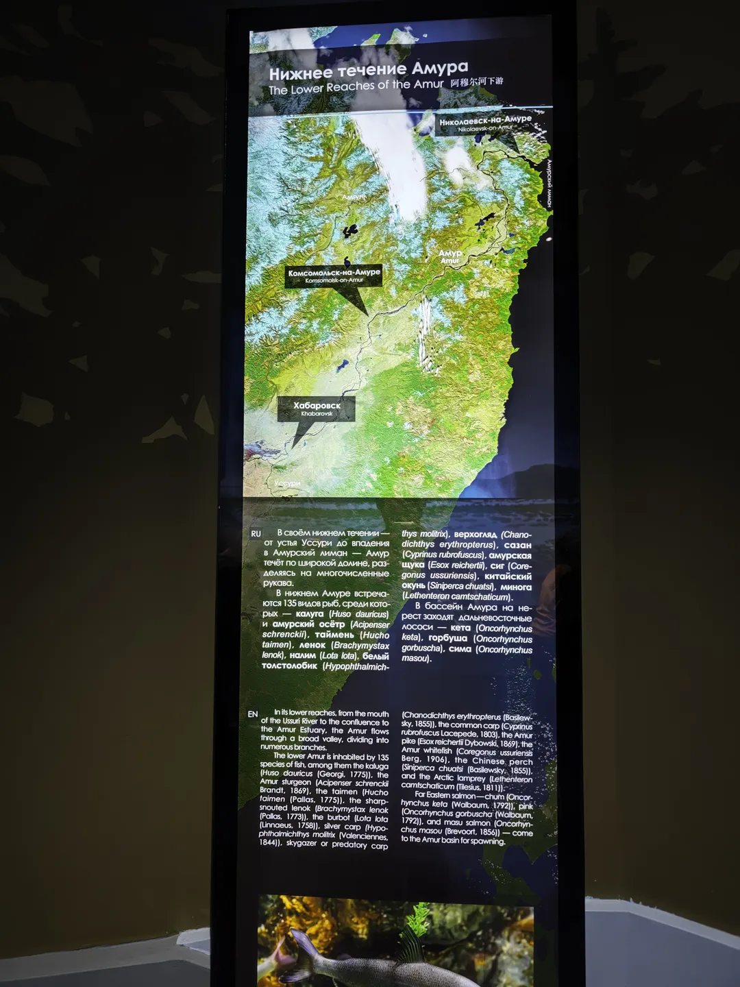 展示板标题为“The Lower Reaches of the Amur”,介绍阿穆尔河下游区域。地图标注了Khabarovsk和Komsomolsk-on-Amur等地名,描述该区域的135种鱼类及其生态特点。