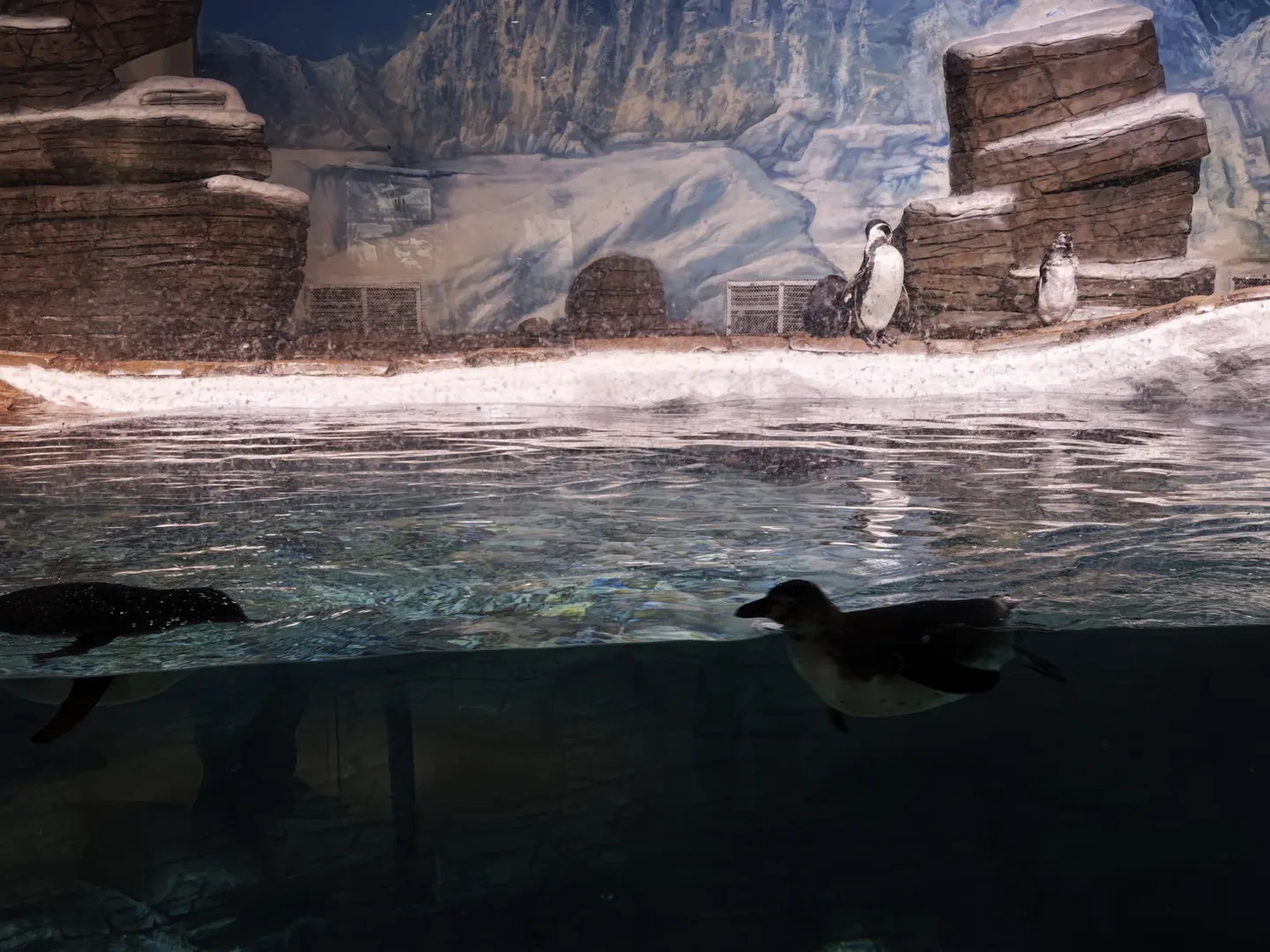 水族馆中,几只企鹅在水中游泳,背景是模拟的南极山脉和岩石环境。水面清澈,可以看到企鹅在水下的姿态。两只企鹅站在岸边休息。