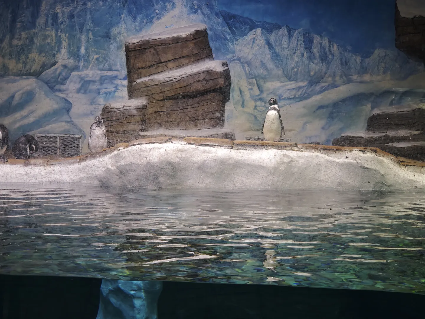 水族馆展示区,一只企鹅站在岩石边缘,背景是模拟的南极山脉。水面平静,反射出周围的光线。另一只企鹅在水中游动。