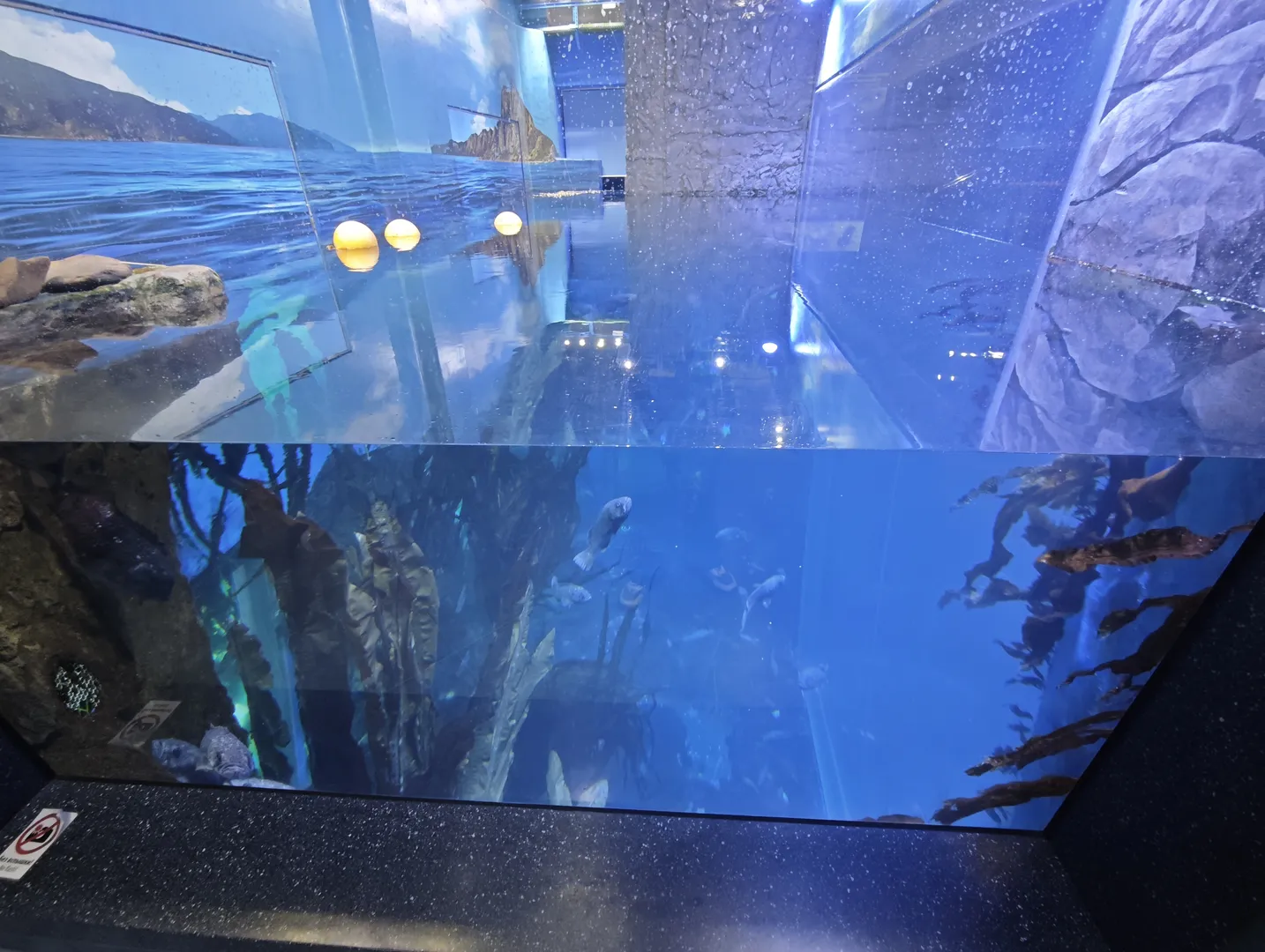 大型水族箱内,多种鱼类在蓝色水域中游动,周围有海藻和岩石装饰。水面上方有三个圆形灯具。水族箱设计模拟了自然海洋环境。