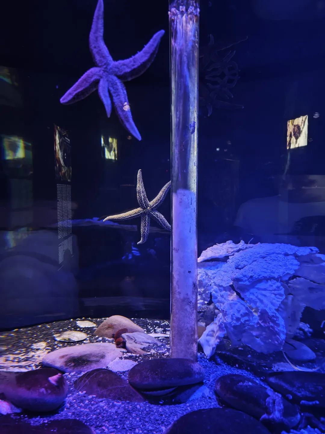 透明水族箱内,几只海星附着在玻璃壁上,底部有岩石和珊瑚装饰。海星颜色各异,形态清晰可见。水族箱内的灯光营造出深海氛围。