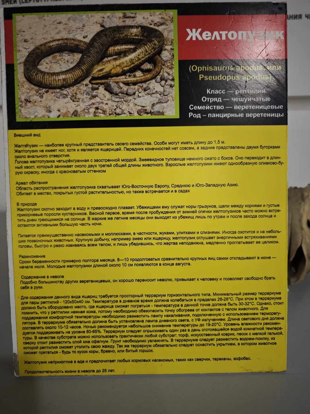 信息牌上展示了一种名为Желтопузик(Ophisaurus apodus或Pseudopus apodus)的动物,描述了其外观、栖息地和生活习性。该动物没有脚,长度可达1.5米,主要分布在欧洲和亚洲部分地区。信息牌还提到其饮食习惯和繁殖周期。