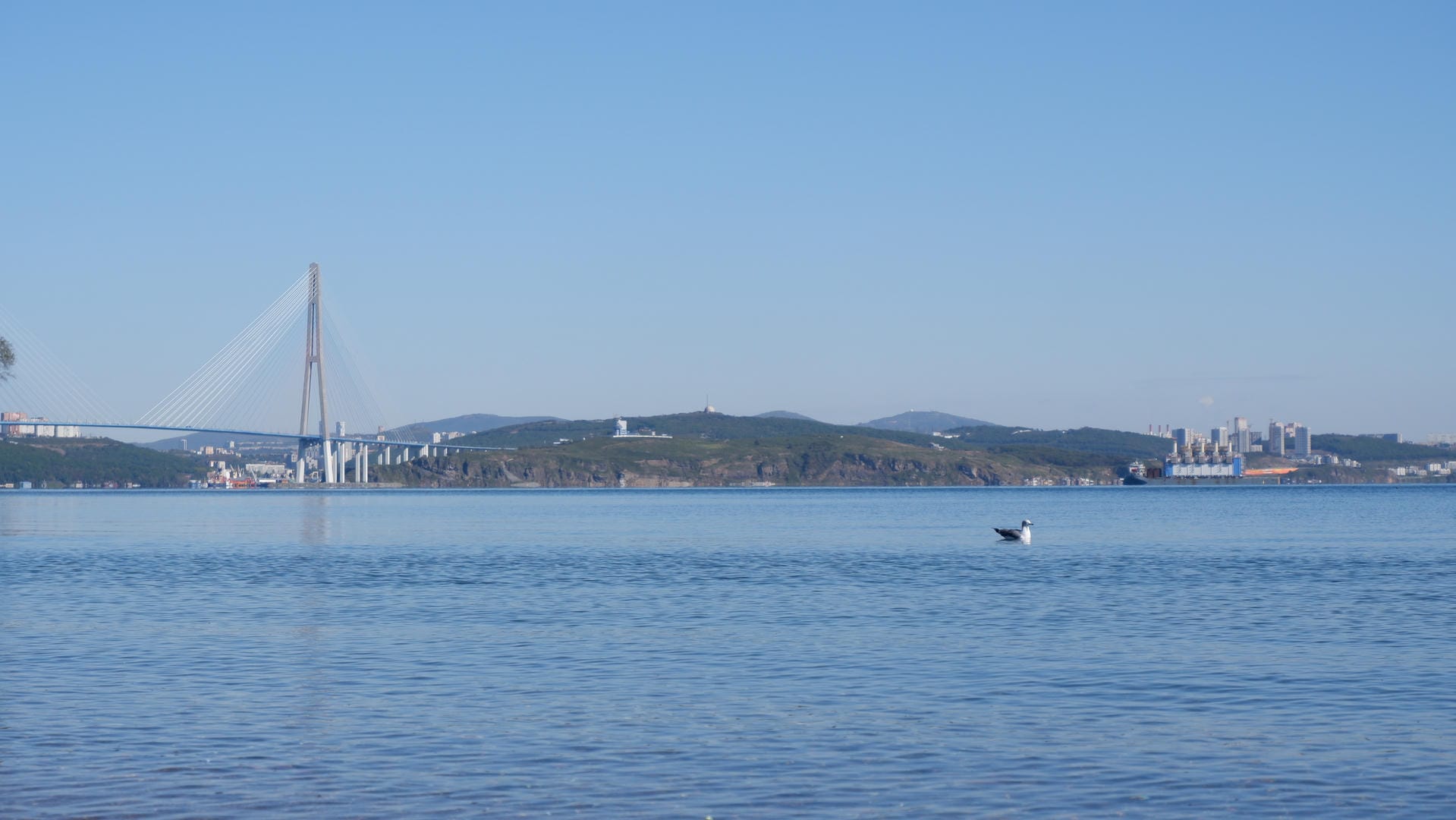 海面上有一座大桥，桥下有一只鸟漂浮在水面上。