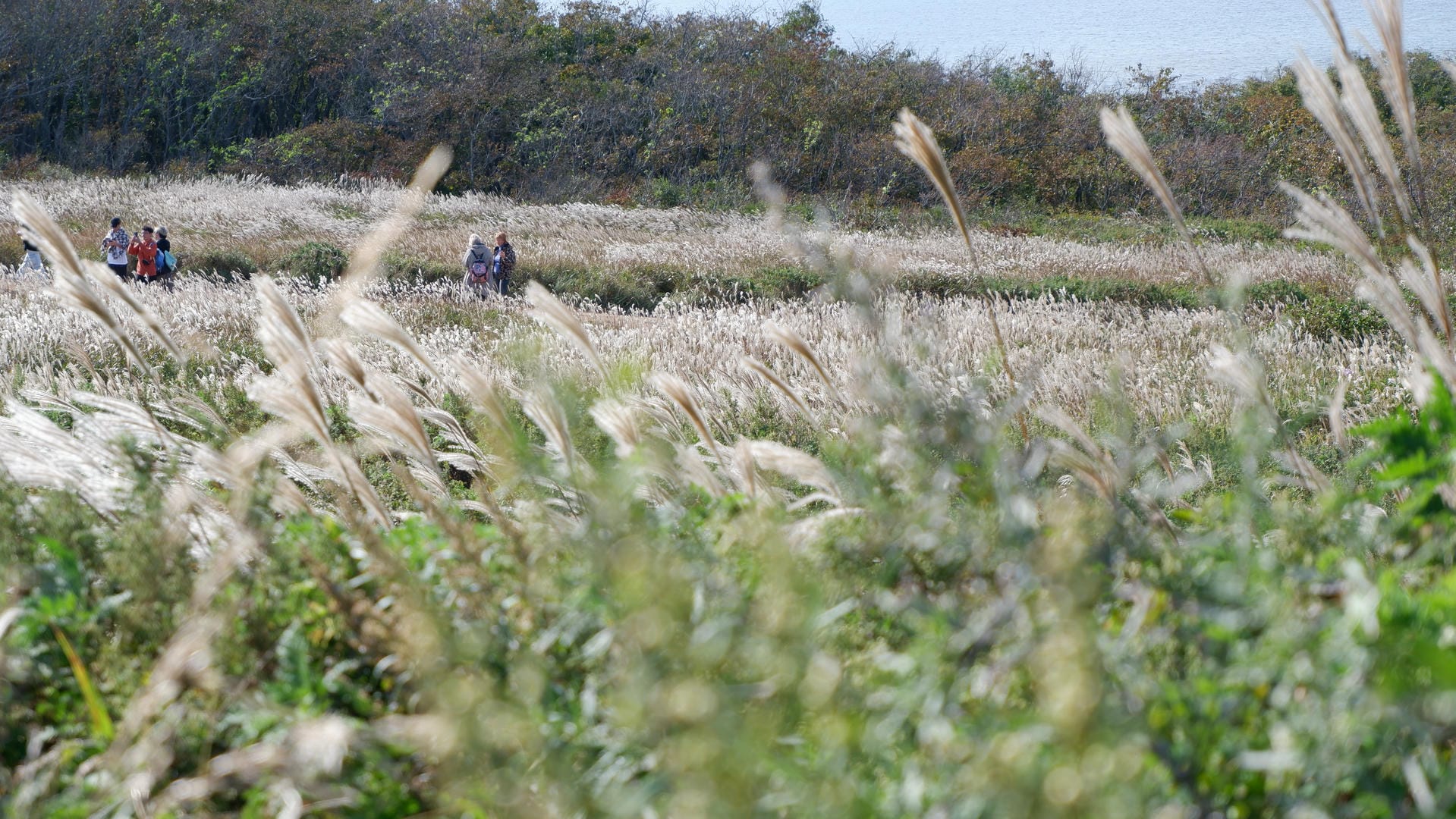 一片银色的草丛中，有几个人在行走。